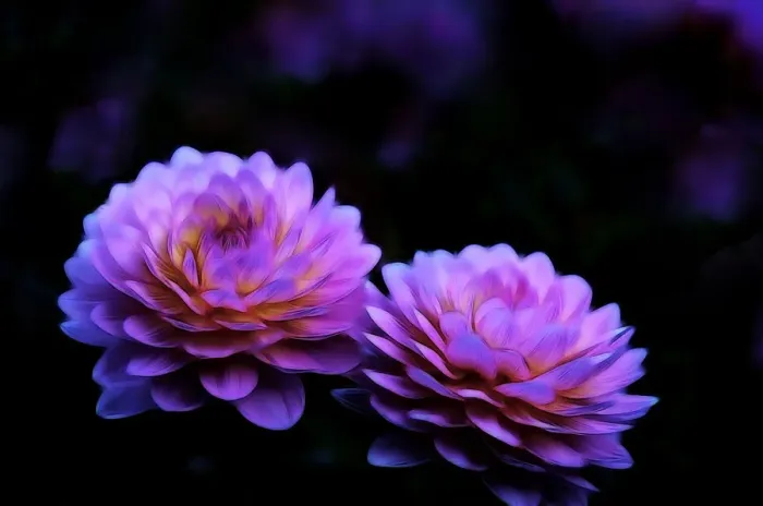 Framed Print : USA, Oregon, Shore Acres State Park. Abstract of dahlias in garden Framed Print : USA, Oregon, Shore Acres State Park. Abstract of dahlias in garden