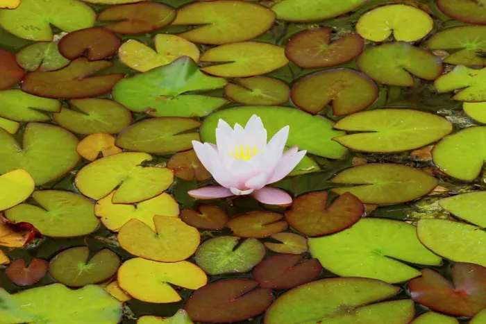 Framed Print : USA, Oregon, Shore Acres State Park and lily pads and water lily blooming in their Japanese Garden Framed Print : USA, Oregon, Shore Acres State Park and lily pads and water lily blooming in their Japanese Garden