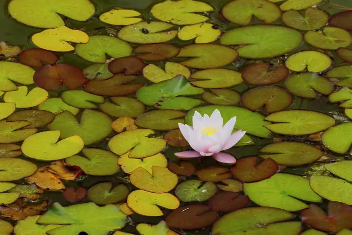 Framed Print : USA, Oregon, Shore Acres State Park and lily pads and water lily blooming in their Japanese Garden Framed Print : USA, Oregon, Shore Acres State Park and lily pads and water lily blooming in their Japanese Garden