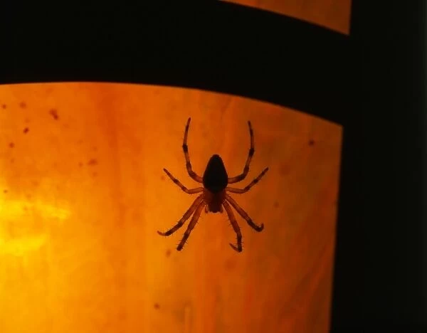USA, Oregon, Silhouette of European garden spider waiting for prey near porch light