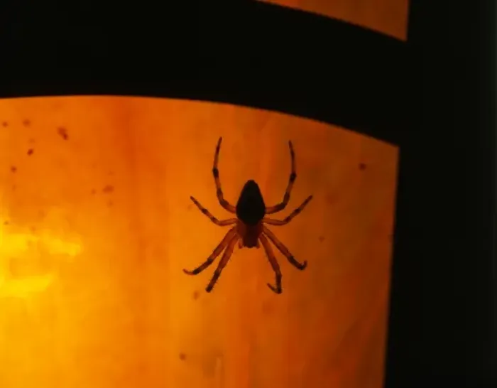 Framed Print : USA, Oregon, Silhouette of European garden spider waiting for prey near porch light Framed Print : USA, Oregon, Silhouette of European garden spider waiting for prey near porch light