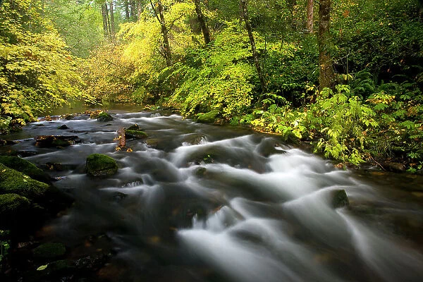 USA, Oregon, Silver Fall State Park fall colors along South Fork Silver Falls Creek