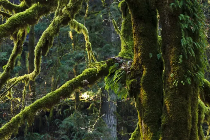 Framed Print : USA, Oregon, Silver Falls State Park, moss on Big Leaf Maple (Acer macrophyllum) Framed Print : USA, Oregon, Silver Falls State Park, moss on Big Leaf Maple (Acer macrophyllum)