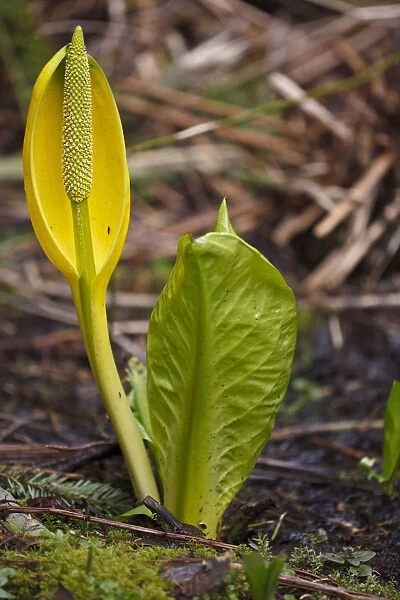 USA, Oregon, Silver Falls State Park, Skunk Cabbage (Lysichiton americanus)
