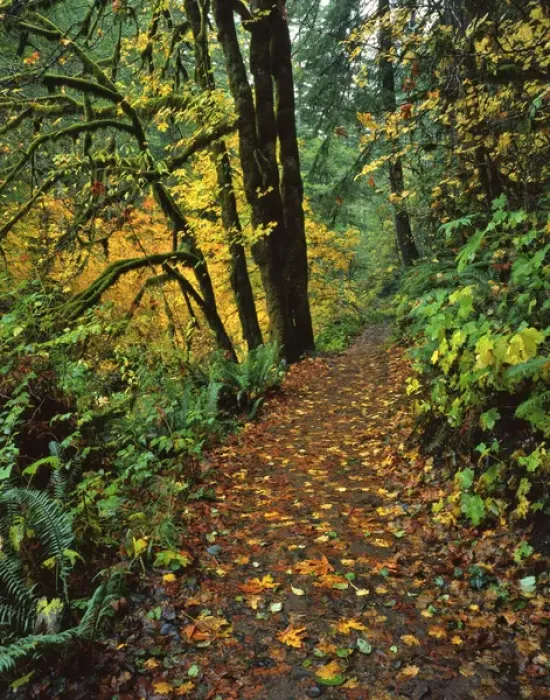 Framed Print : USA, Oregon, Silver Falls State Park. Scenic park trail Framed Print : USA, Oregon, Silver Falls State Park. Scenic park trail