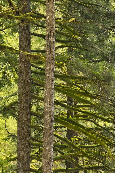 USA, Oregon, Silver Falls State Park. Douglas fir trees covered with moss. Credit as