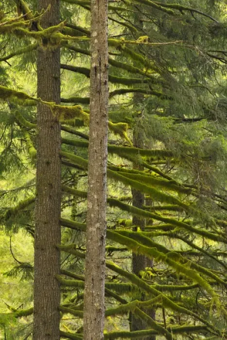 Framed Print : USA, Oregon, Silver Falls State Park. Douglas fir trees covered with moss. Credit as Framed Print : USA, Oregon, Silver Falls State Park. Douglas fir trees covered with moss. Credit as