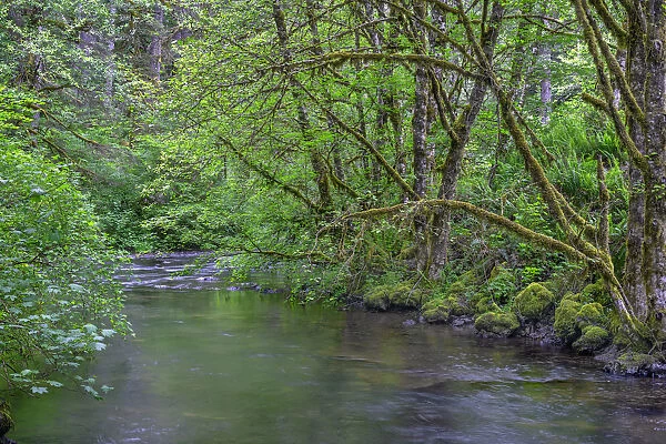 USA, Oregon. Silver Falls State Park, spring flora, primarily maple and red alder