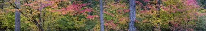 Framed Print : USA, Oregon, Silver Falls State Park. Autumn forest panoramic Framed Print : USA, Oregon, Silver Falls State Park. Autumn forest panoramic