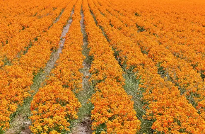Framed Print : USA, Oregon, Silverton. Field of orange Wallflowers grown in rows for seed Framed Print : USA, Oregon, Silverton. Field of orange Wallflowers grown in rows for seed