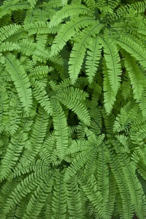 Framed Print : USA, Oregon, Silverton. Maidenhair ferns in Silver Falls State Park