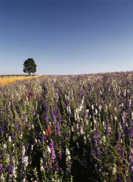 Framed Print : USA, Oregon, Single tree in Delphiniums field Framed Print : USA, Oregon, Single tree in Delphiniums field