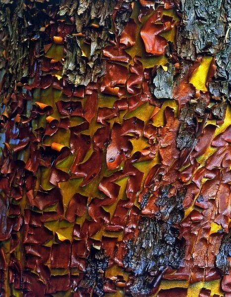 USA, Oregon, Siskiyou National Forest. Peeling bark of a Pacific madrone tree