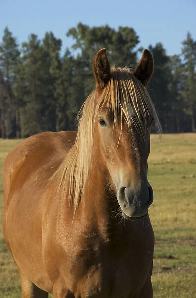 USA, Oregon, Sisters, closeup of horse on ranch