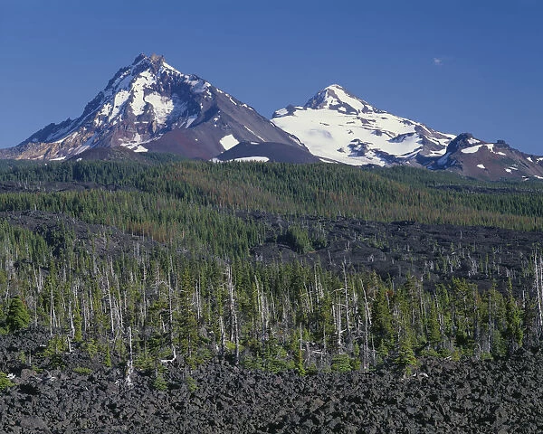 USA, Oregon. Three Sisters Wilderness, North (left) and Middle Sister (right) rise beyond conifers