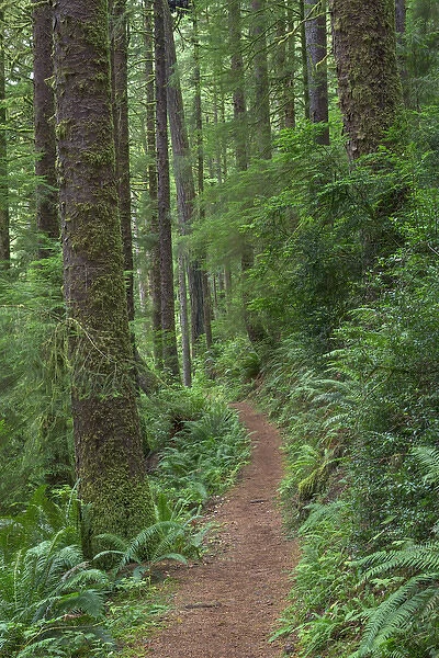 USA, Oregon, Siuslaw National Forest. Cape Perpetua Scenic Area, Gwynn Creek Trail