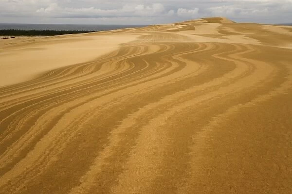 USA, Oregon, Siuslaw National Forest, Umpqua Dunes. Wavy patterns in sand dunes