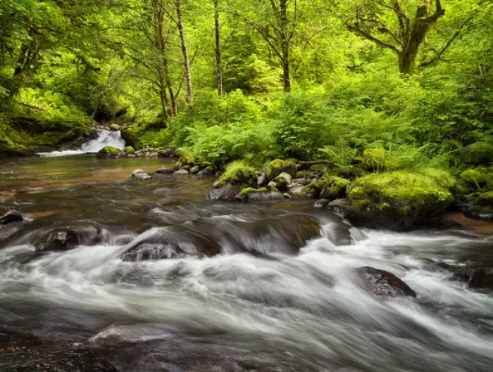 Framed Print : USA, Oregon, Siuslaw National Forest, Sweet Creek