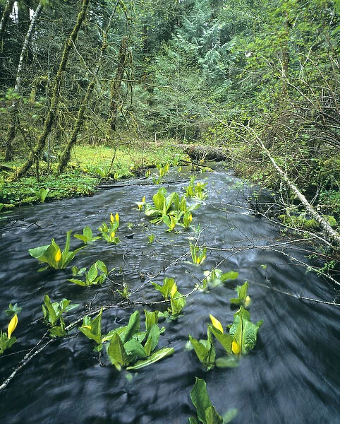 USA, Oregon, Siuslaw NF. Skunk Cabbage blooms in a stream in the Siuslaw National