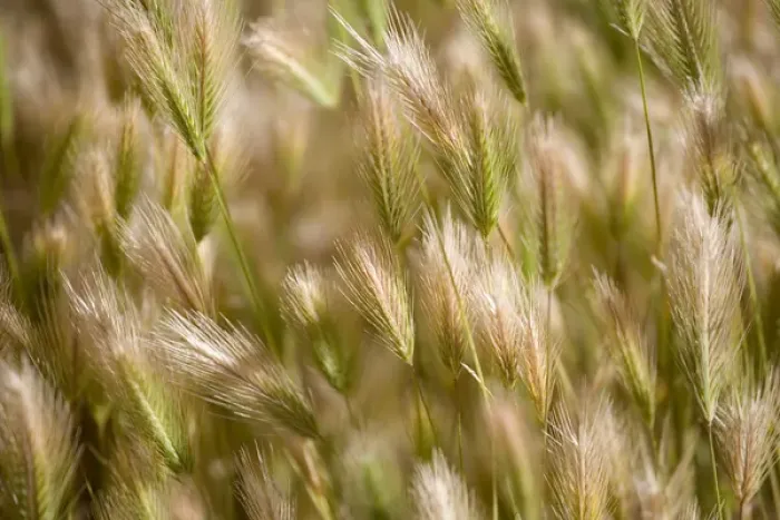 Framed Print : USA, Oregon, Smith Rocks SP. Green and ripe grass seed heads sway in the wind at Smith Rocks S Framed Print : USA, Oregon, Smith Rocks SP. Green and ripe grass seed heads sway in the wind at Smith Rocks S