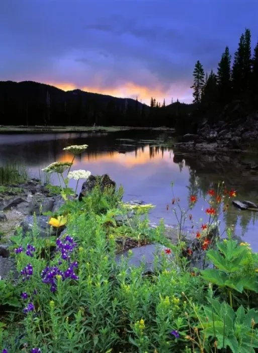 Framed Print : USA, Oregon, Sparks Lake. A cloudy sunrise enhances the colors in these wildflowers at Sparks Lake