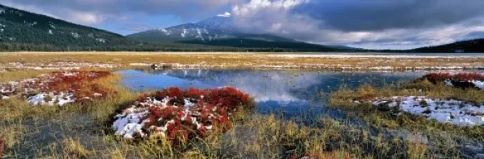 Framed Print : USA, Oregon, Sparks Meadow. Huckleberry and wild grasses fill Sparks Meadow in