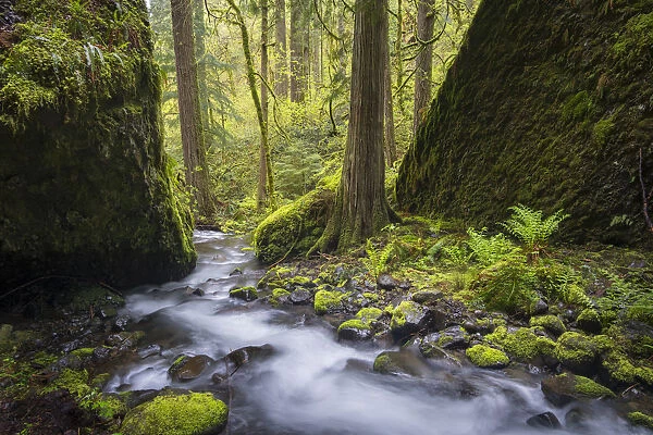 USA, Oregon. Spring view of Ruckle Creek in the Columbia River Gorge