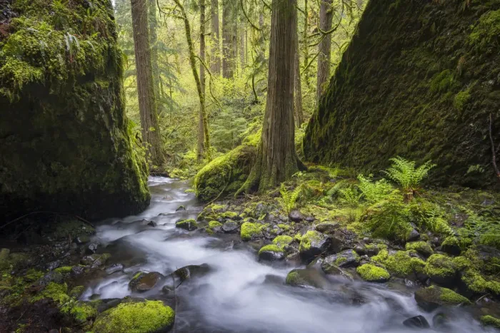 Framed Print : USA, Oregon. Spring view of Ruckle Creek in the Columbia River Gorge Framed Print : USA, Oregon. Spring view of Ruckle Creek in the Columbia River Gorge