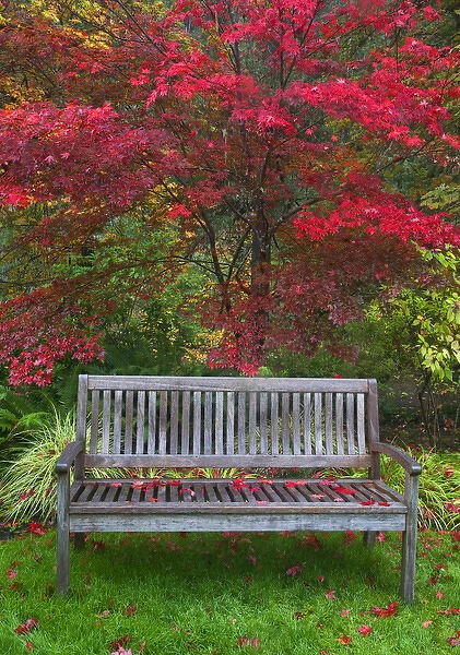 USA, Oregon, Steamboat Inn. Garden bench and Japanese maple tree