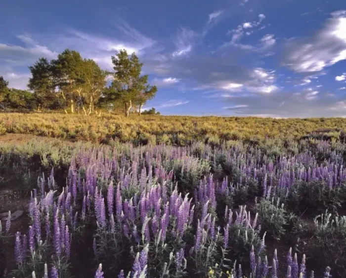 Framed Print : USA, Oregon, Steens Mountain. Lupine fill Whorehouse Meadow on Steens Mountain in southeast Oregon Framed Print : USA, Oregon, Steens Mountain. Lupine fill Whorehouse Meadow on Steens Mountain in southeast Oregon