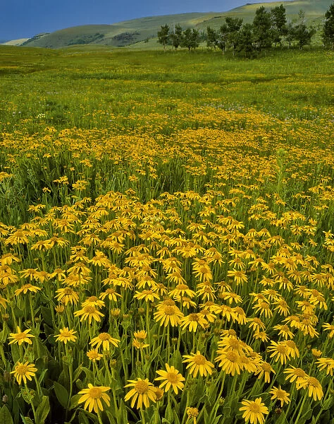 USA, Oregon, Steens Mountain. Meadow of arnica wildflowers
