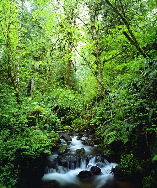 USA, Oregon, A Stream in an Old Growth Forest