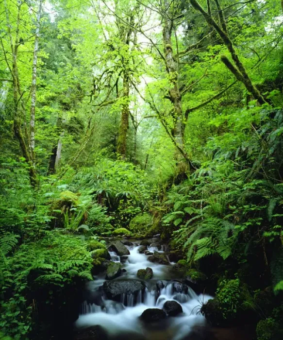 Framed Print : USA, Oregon, A Stream in an Old Growth Forest Framed Print : USA, Oregon, A Stream in an Old Growth Forest