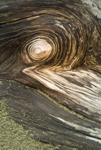 USA, Oregon. Stump pattern on beach. Credit as: Nancy Rotenberg  /  Jaynes Gallery  /  Danita Delimont