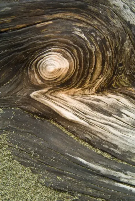 Framed Print : USA, Oregon. Stump pattern on beach. Credit as: Nancy Rotenberg / Jaynes Gallery / Danita Delimont Framed Print : USA, Oregon. Stump pattern on beach. Credit as: Nancy Rotenberg / Jaynes Gallery / Danita Delimont