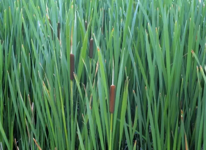 Framed Print : USA, Oregon, Summer Lake. Common cattails survive among the reeds in Summer Lake, Oregon
