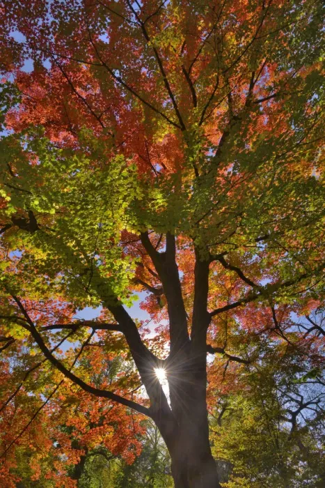 Framed Print : USA, Oregon. Sun rays on red maple tree Framed Print : USA, Oregon. Sun rays on red maple tree