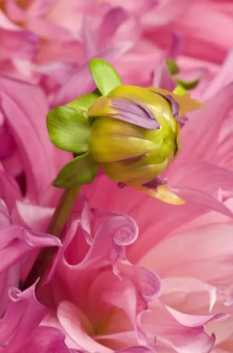 Framed Print : USA, Oregon, Swan Island, Bud Sprouting From Dahlia Framed Print : USA, Oregon, Swan Island, Bud Sprouting From Dahlia
