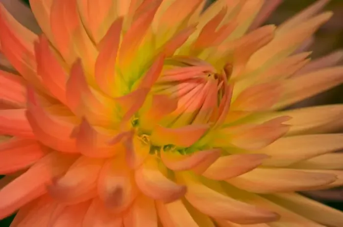 Framed Print : USA, Oregon, Swan Island, Dahlia Close-up