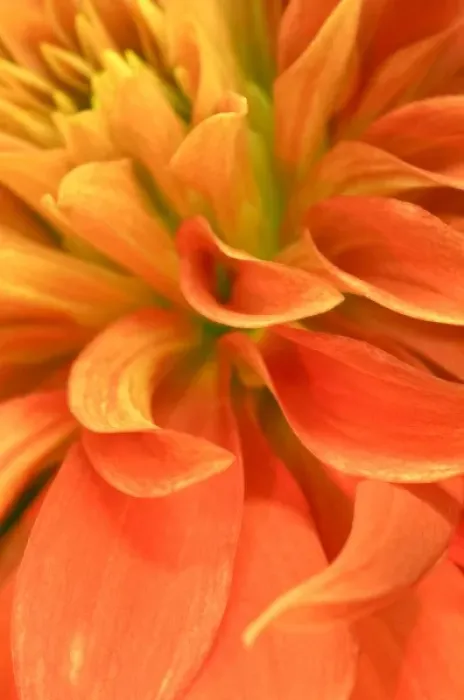 Framed Print : USA, Oregon, Swan Island, Dahlia Close-up Framed Print : USA, Oregon, Swan Island, Dahlia Close-up