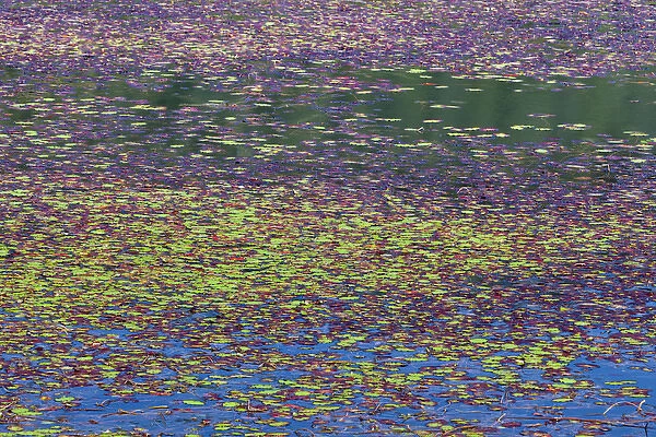USA, Oregon, Tahkenitch Lake. Abstract of duck weed on lake