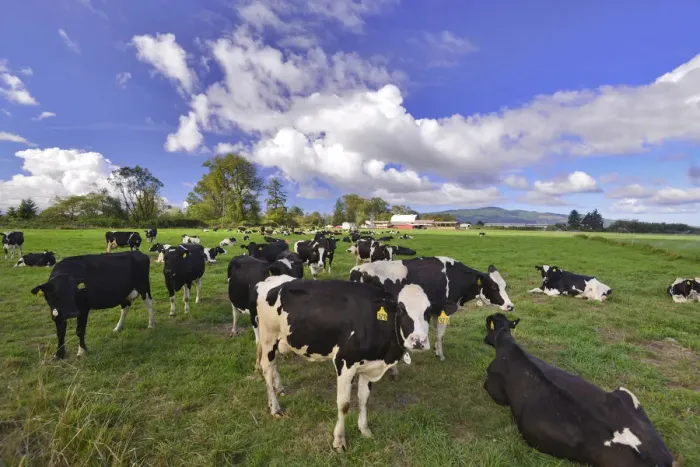 Framed Print : USA, Oregon, Tillamook County. Holstein cows in pasture
