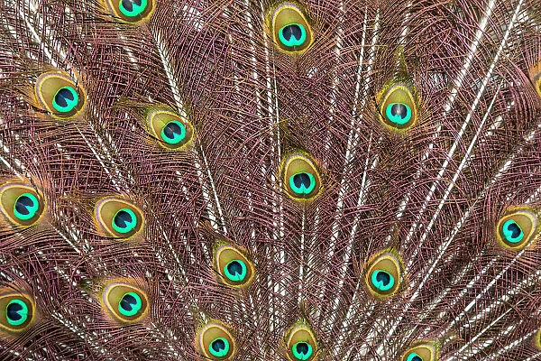 USA, Oregon, Tillamook. Peacock displaying tail feathers