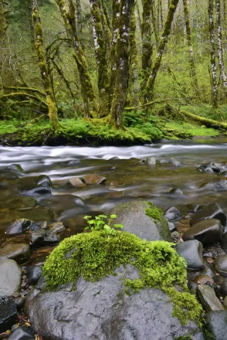 Framed Print : USA, Oregon, Tillamook State Forest. Scenic of Wilson River