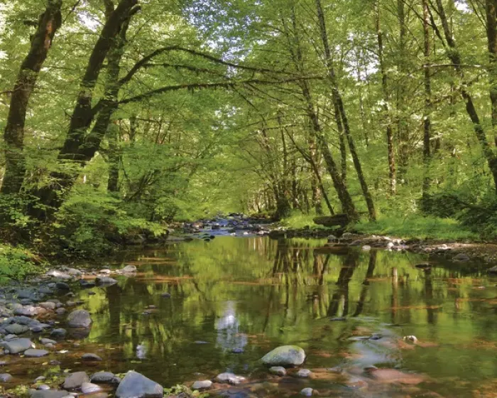 Framed Print : USA, Oregon, Tillamook State Forest. Scenic of Wilson River