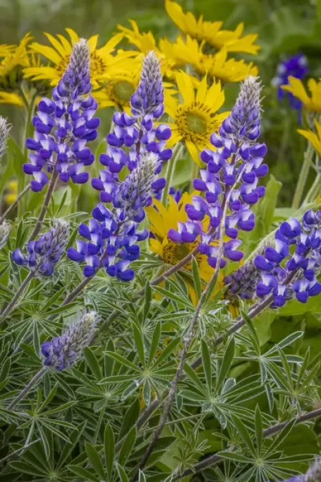 Framed Print : USA, Oregon, Tom McCall Nature Conservancy. Balsamroot and lupine flowers close-up Framed Print : USA, Oregon, Tom McCall Nature Conservancy. Balsamroot and lupine flowers close-up