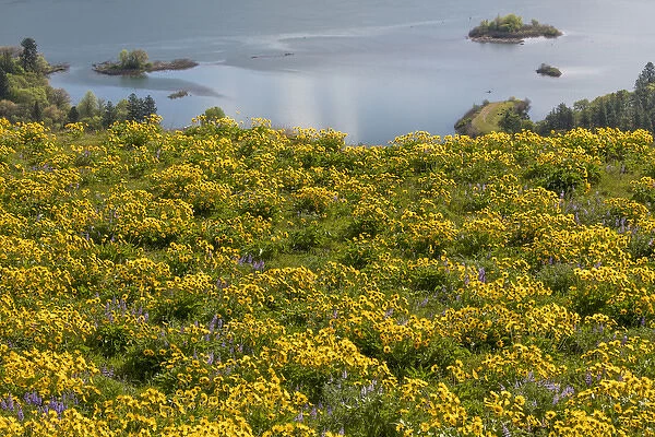 USA, Oregon, Tom McCall Nature Conservancy. Fields of wildflowers and the Columbia River