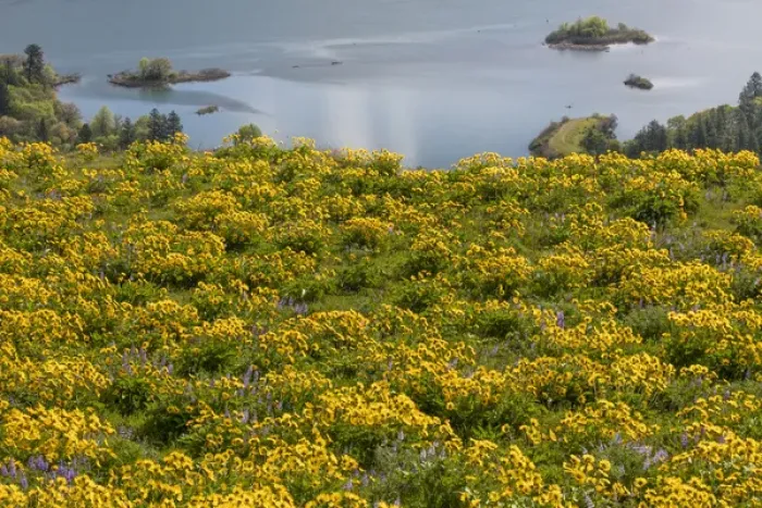 Framed Print : USA, Oregon, Tom McCall Nature Conservancy. Fields of wildflowers and the Columbia River Framed Print : USA, Oregon, Tom McCall Nature Conservancy. Fields of wildflowers and the Columbia River