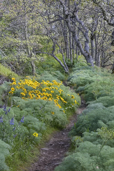 USA, Oregon, Tom McCall Nature Conservancy