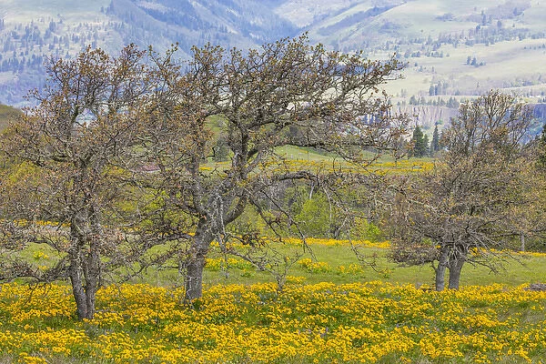 USA, Oregon, Tom McCall Nature Conservancy. Landscape with meadow and oak trees. Credit as